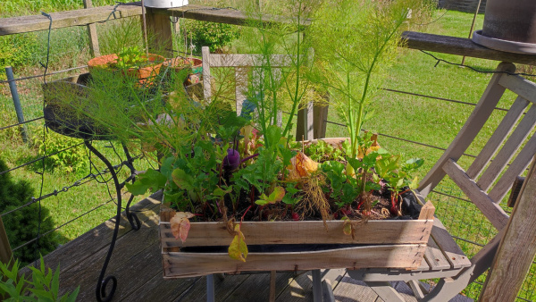 Holzkiste mit Pflanzen