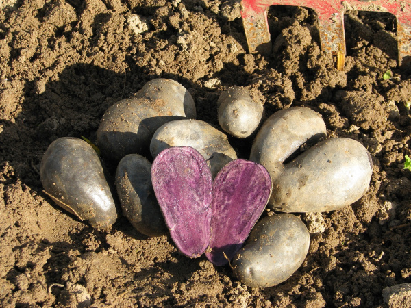 Die Kartoffelsorte Violetta mit lila Fruchtfleisch liegt aufgeschnitten auf weiteren Kartoffelknollen auf dem Ackerboden.