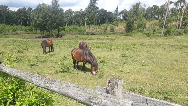 Wildpferde in der Wistinghauser Senne