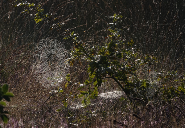 Spinnennetze