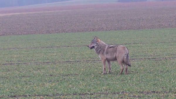 Wolf