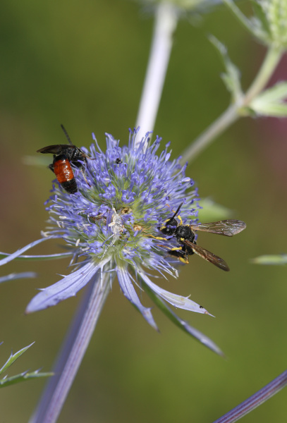 verschiedene Insekten auf blau blühender Blume