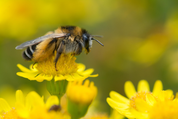 Dunkelfransige Hosenbiene auf gelber Blume