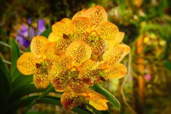 Orchidee